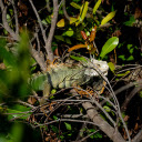 The Salamander in the Bush  screen for extension Chrome web store in OffiDocs Chromium