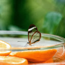 The scent of orange wafts sweetly  screen for extension Chrome web store in OffiDocs Chromium