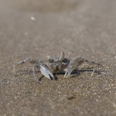 The Sea Crab  screen for extension Chrome web store in OffiDocs Chromium