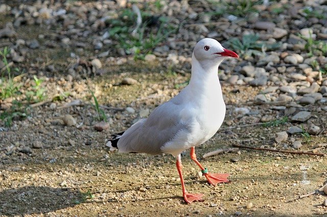 বিনামূল্যে ডাউনলোড করুন The Seagull Bird Sea - বিনামূল্যে ছবি বা ছবি GIMP অনলাইন ইমেজ এডিটর দিয়ে সম্পাদনা করা হবে