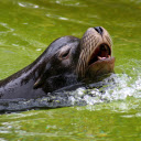 The seal  screen for extension Chrome web store in OffiDocs Chromium