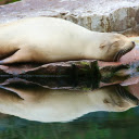 The sea lion was half asleep  screen for extension Chrome web store in OffiDocs Chromium