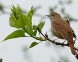 Free download The Seikilos Epitaph free photo or picture to be edited with GIMP online image editor