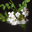 The shadow of a flower branch  screen for extension Chrome web store in OffiDocs Chromium