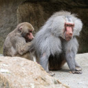 The Shaggy Headed Gibbon  screen for extension Chrome web store in OffiDocs Chromium