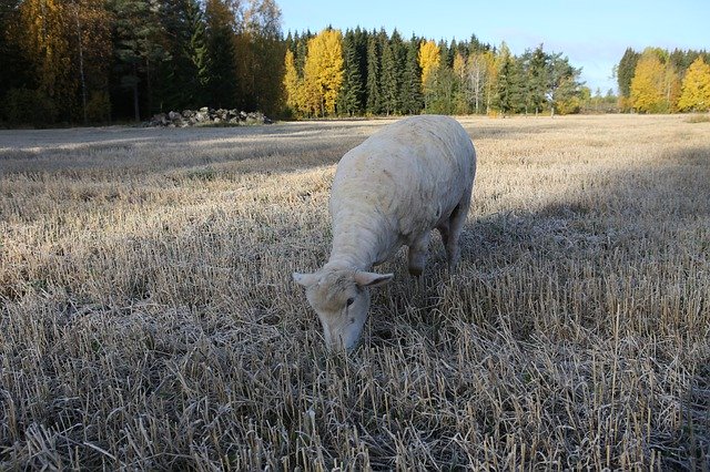 Gratis download The Sheep Shorn Field - gratis foto of afbeelding om te bewerken met GIMP online afbeeldingseditor