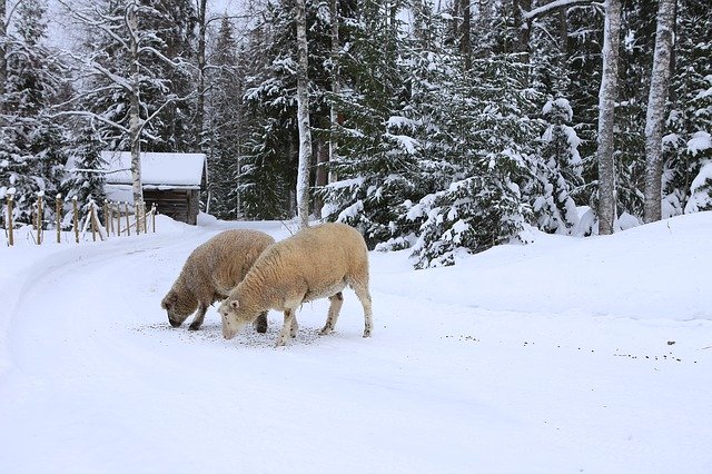 Gratis download The Sheep Winter Snow gratis fotosjabloon om te bewerken met GIMP online afbeeldingseditor