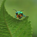 The shiny beetle  screen for extension Chrome web store in OffiDocs Chromium