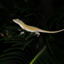 The shiny golden lizard  screen for extension Chrome web store in OffiDocs Chromium