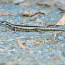 The shiny skinned lizard  screen for extension Chrome web store in OffiDocs Chromium