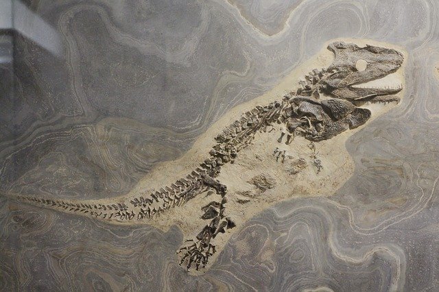 Download gratuito The Skull Roof Lurch Fossil Museum - foto o immagine gratis da modificare con l'editor di immagini online di GIMP