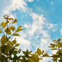 The sky is clear and high  screen for extension Chrome web store in OffiDocs Chromium