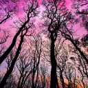 The sky turned pink  screen for extension Chrome web store in OffiDocs Chromium