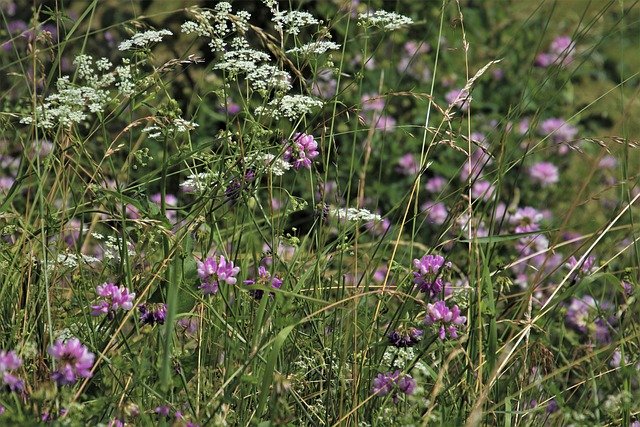 Free download the smell of wild flowers grass free picture to be edited with GIMP free online image editor