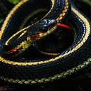The snake curled up in a red net  screen for extension Chrome web store in OffiDocs Chromium