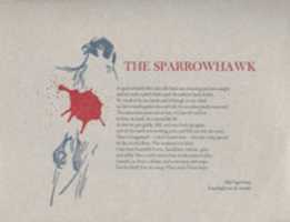 Free download The Sparrowhawk free photo or picture to be edited with GIMP online image editor