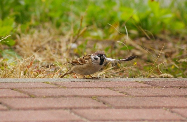 Baixe gratuitamente The Sparrow Mazurka Bird - foto ou imagem gratuita a ser editada com o editor de imagens online GIMP