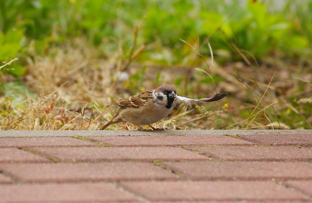 Free download The Sparrow Mazurka Bird -  free photo or picture to be edited with GIMP online image editor