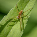 The spider lost a leg  screen for extension Chrome web store in OffiDocs Chromium