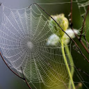 The spider web is skillfully woven  screen for extension Chrome web store in OffiDocs Chromium