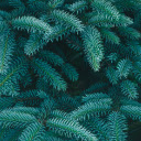 The spruce leaves tree  screen for extension Chrome web store in OffiDocs Chromium