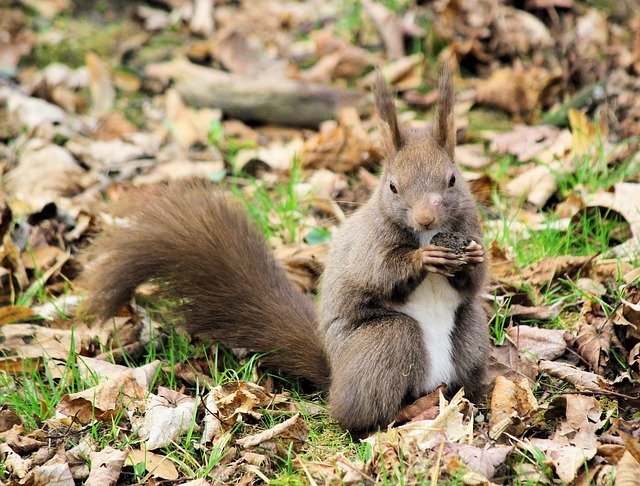 Free download The Squirrel Animal Rodent -  free photo or picture to be edited with GIMP online image editor