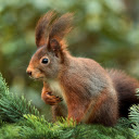 The squirrel is quick  screen for extension Chrome web store in OffiDocs Chromium