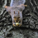The squirrel lies on the tree  screen for extension Chrome web store in OffiDocs Chromium The squirrel lies on the tree  screen for extension Chrome web store in OffiDocs Chromium