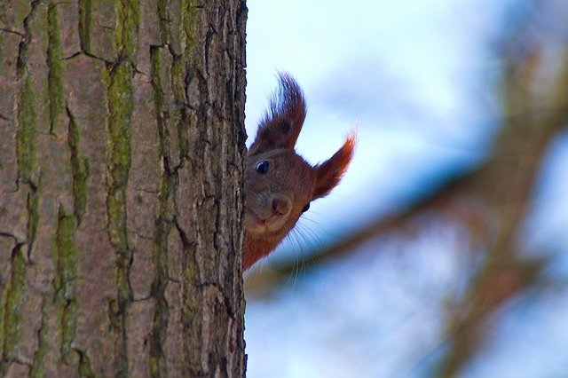 Free graphic the squirrel nature ruda animals to be edited by GIMP free image editor by OffiDocs