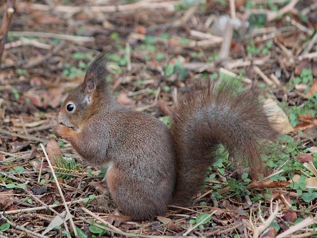 Free download The Squirrel Rodent Animal -  free photo or picture to be edited with GIMP online image editor