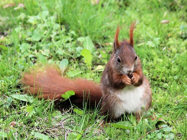 Descarga gratuita The Squirrel Rodent Rusty: foto o imagen gratuita para editar con el editor de imágenes en línea GIMP