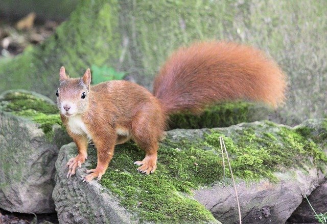 Free download The Squirrel Rusty Rodent -  free photo or picture to be edited with GIMP online image editor