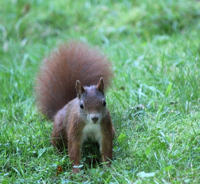 Download gratuito The Squirrel Wild Curious - foto o immagine gratuita da modificare con l'editor di immagini online di GIMP