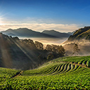 The strawberry garden on Doi Ang Khang hill  screen for extension Chrome web store in OffiDocs Chromium