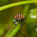 The striped beetle landed on the leaf  screen for extension Chrome web store in OffiDocs Chromium