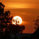The sun behind the trees  screen for extension Chrome web store in OffiDocs Chromium