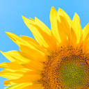 The sun flower glows in the blue sky  screen for extension Chrome web store in OffiDocs Chromium