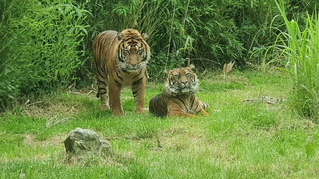 Free picture The Tigers Zoo Couple -  to be edited by GIMP free image editor by OffiDocs