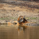 The tiger takes a cool bath  screen for extension Chrome web store in OffiDocs Chromium