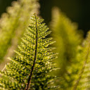 The top of the fern tree  screen for extension Chrome web store in OffiDocs Chromium