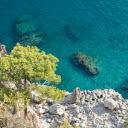 the tree and the island  screen for extension Chrome web store in OffiDocs Chromium