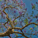 The tree blooms purple flowers  screen for extension Chrome web store in OffiDocs Chromium