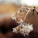 The tree dries and the flowers fade  screen for extension Chrome web store in OffiDocs Chromium