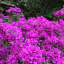 The tree has many flowers  screen for extension Chrome web store in OffiDocs Chromium