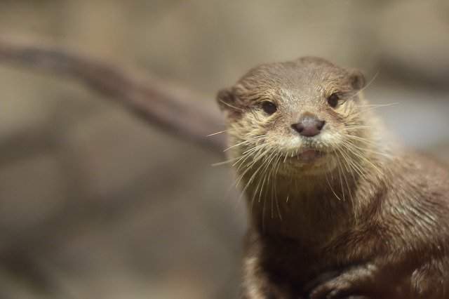 دانلود رایگان The Tree Otter - عکس یا تصویر رایگان برای ویرایش با ویرایشگر تصویر آنلاین GIMP
