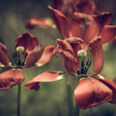 The tulips fade  screen for extension Chrome web store in OffiDocs Chromium