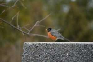 Free download The Turdus migratorius are back! free photo or picture to be edited with GIMP online image editor