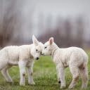 The two lambs love each other  screen for extension Chrome web store in OffiDocs Chromium