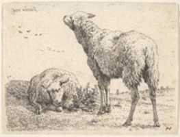 Free download The Two Sheep free photo or picture to be edited with GIMP online image editor