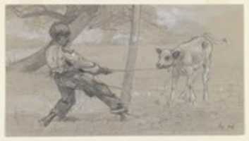 Free download The Unruly Calf free photo or picture to be edited with GIMP online image editor